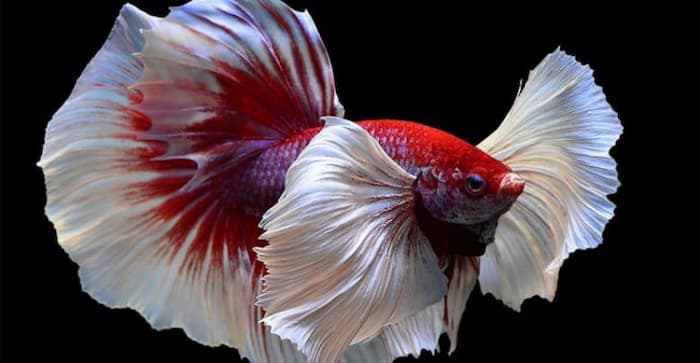 Cá Cảnh Đẹp Betta