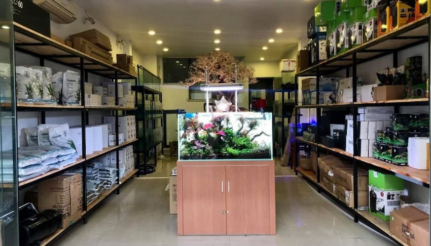 Minh Quang Aquarium - Điểm đến cho người yêu phụ kiện thủy sinh tại Long Biên