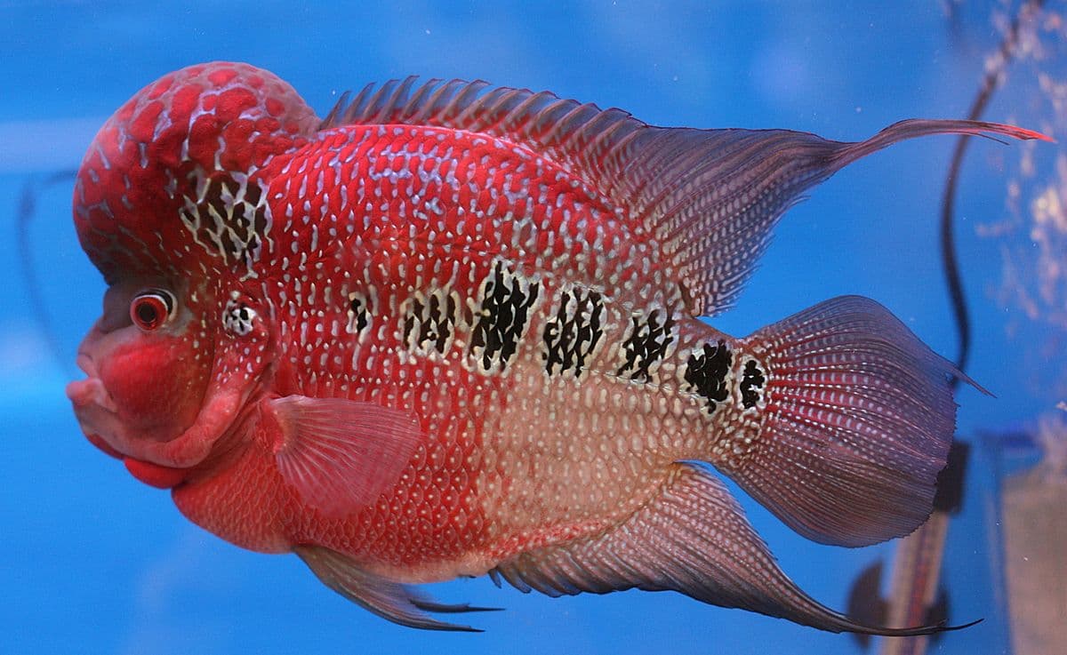 Cá La Hán có tên khoa học là Flowerhorn Cichlid