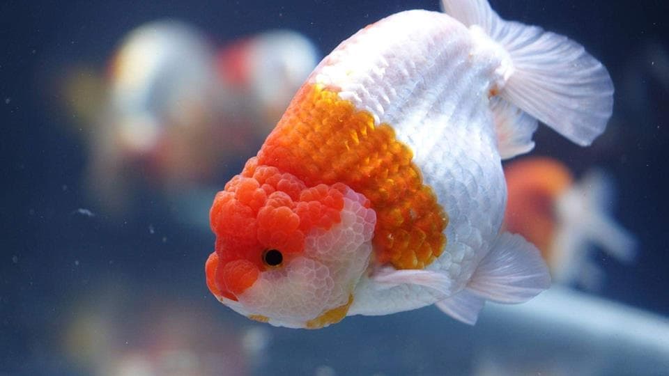 Cá cảnh Ranchu Tancho