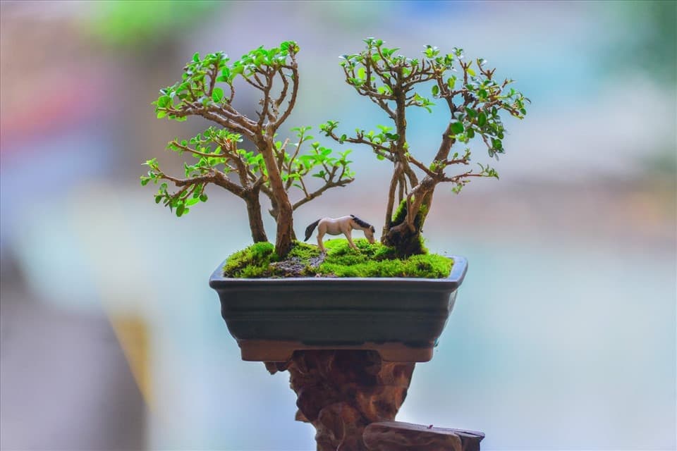 Mang thiên nhiên vào bể cá với cây bonsai độc đáo