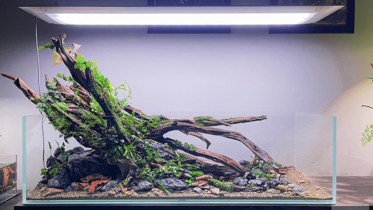 Phong cách trang trí bể cảnh Shallow Tank