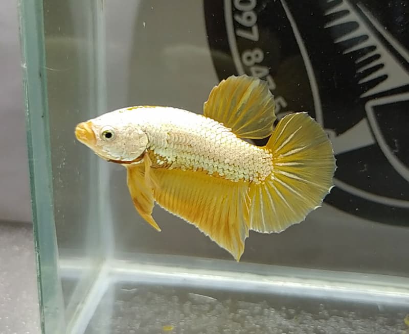 Betta rồng vàng