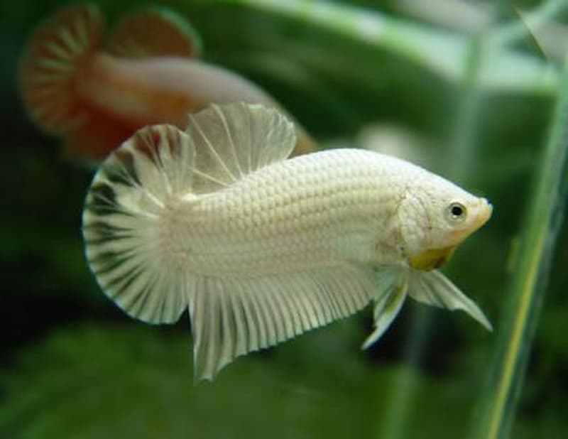 Đặc điểm của Betta Rồng