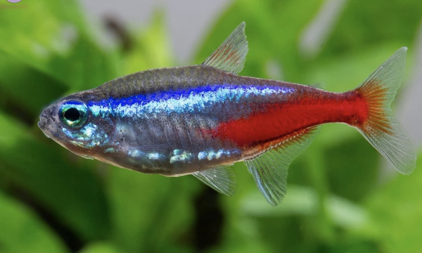 Cá Neon Tetra – Ngọn Đèn Sáng Trong Bể Cá