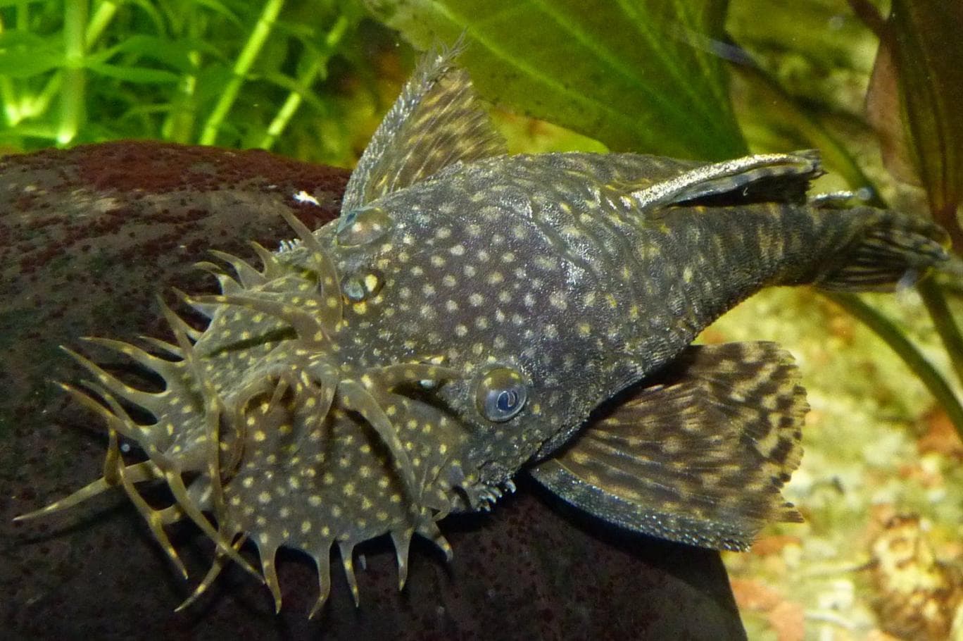 Cá Tỳ Bà (Pleco)