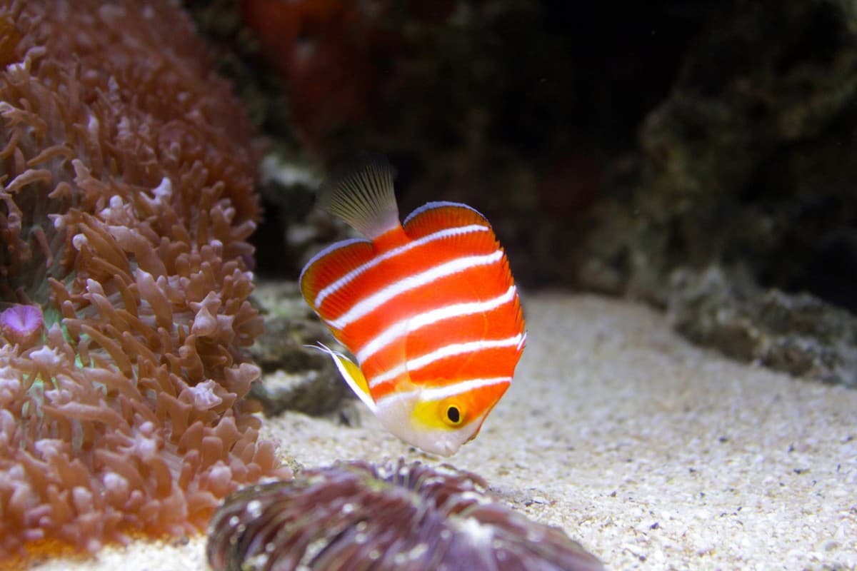 Cá thiên thần Peppermint (Peppermint Angelfish)