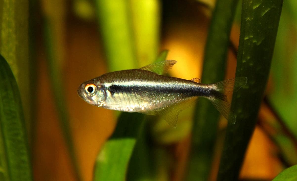 Cá Neon Đen (Cá Black Neon Tetra)